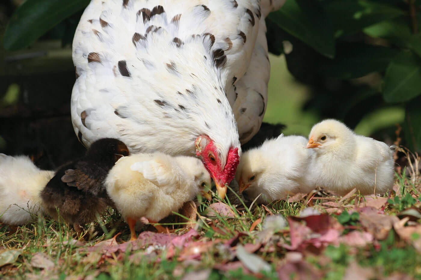 mother chicken with baby chicks, to show the birds in a more natural state and encourage researchers not to meddle with chicken genetics