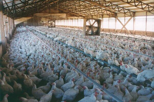 Chickens Used for Food | PETA