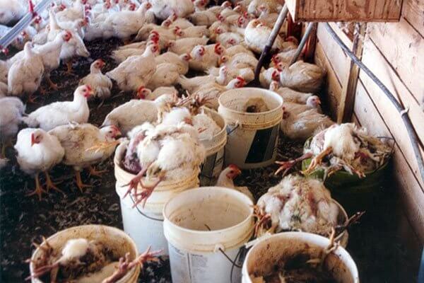Chickens Used for Food | PETA