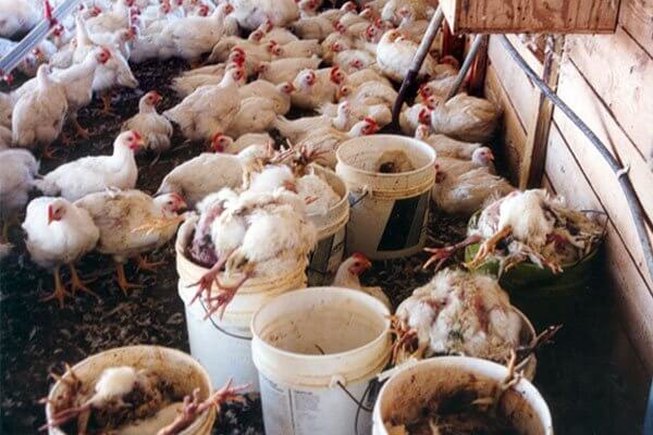 Chickens Used for Food | PETA Chickens Used for Food | PETA