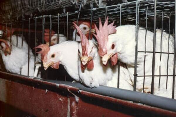 Chickens Used for Food | PETA Chickens Used for Food | PETA
