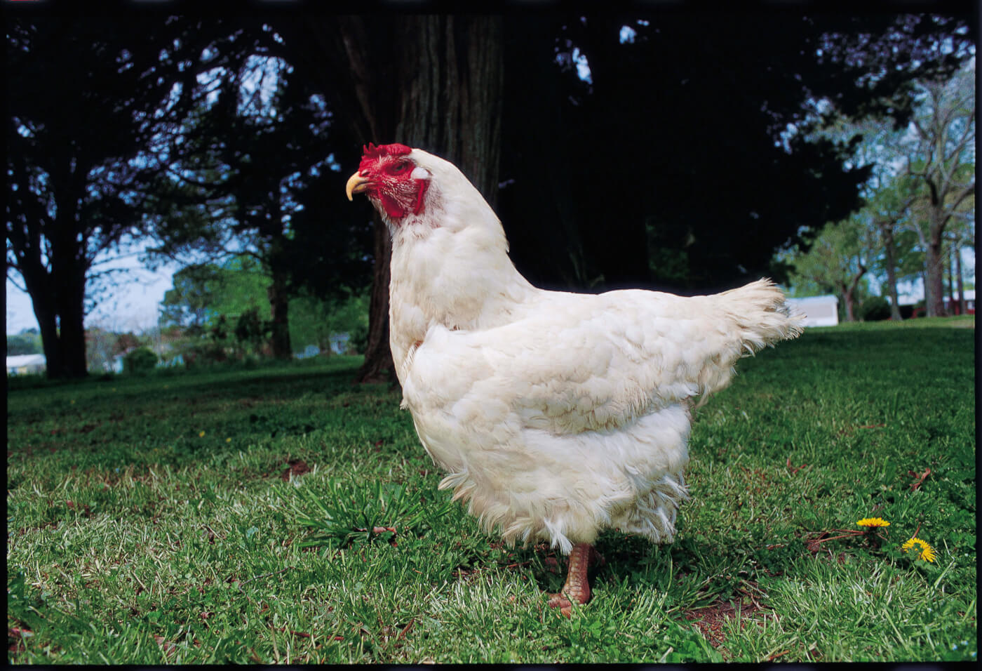 10 Surprising Facts About Chickens 10 Surprising Facts About Chickens