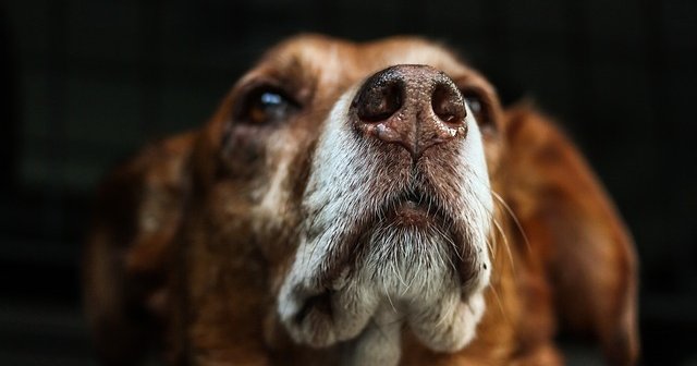 Animal Rights Uncompromised: Euthanasia