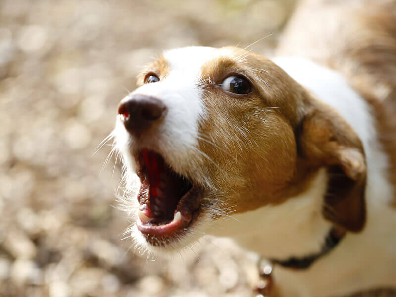 can bark collars be used on puppies