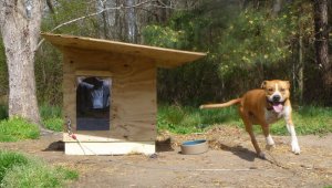 How PETA’s Community Animal Project Helps in Our Own Backyards