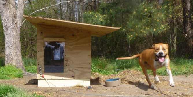 Champ and his new dog house