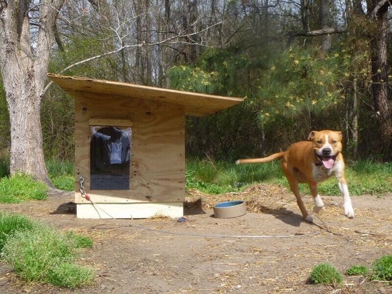 Champ and his new dog house