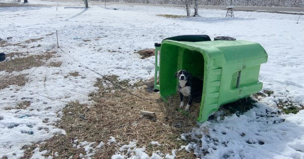 dog left outdoors during winter storm with an insufficient rubbish bin for "shelter"