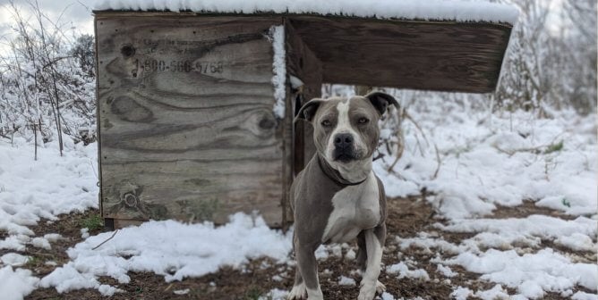 dog left outdoors during winter storm