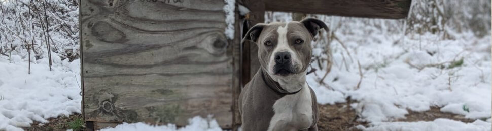 dog left outdoors during winter storm