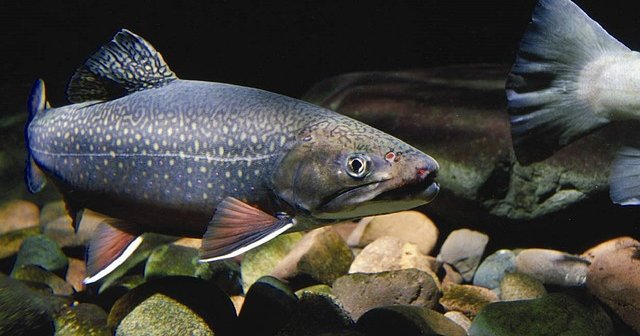 Animal Rights Uncompromised: Catch-and-Release Fishing