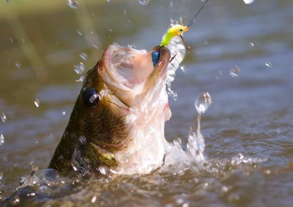 fish being dragged out of water