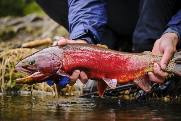 Catch and release fishing