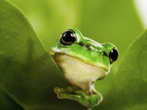 Frog