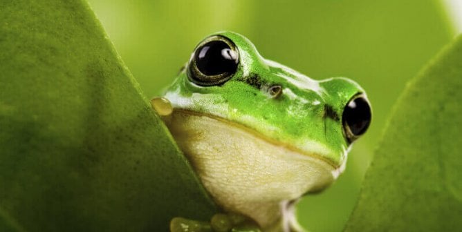 Five Cruelty-Free Ways to Keep Frogs in Your Home