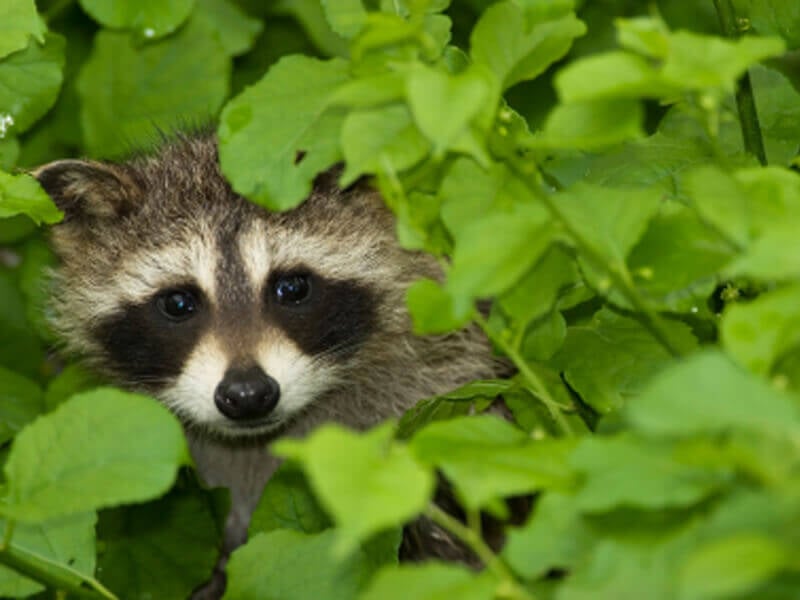 What happens if you quit feeding raccoons