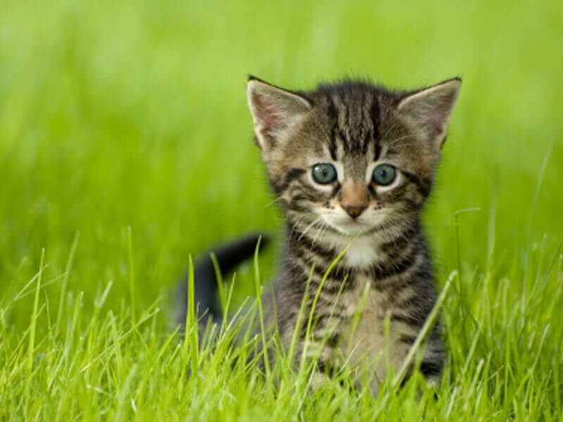Companion Animals Other Than Dogs And Cats Companion Animals Other Than Dogs And Cats