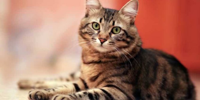 Stray, Feral, and ‘Outdoor Cats’: How to Keep All Cats Happier and Healthier