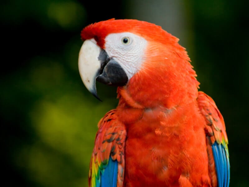 Exotic Animals as 'Pets' | PETA