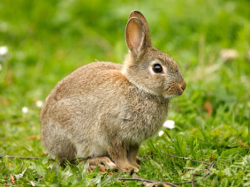 looking after rabbits outdoors