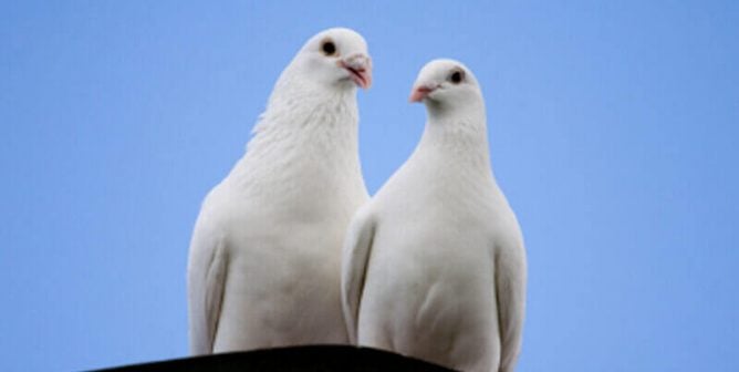 Living in Harmony With Pigeons