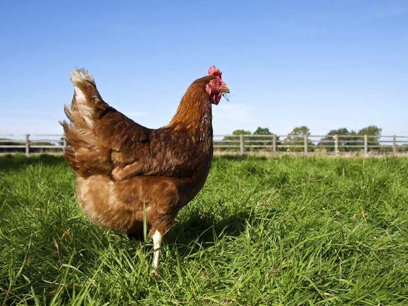 Chickens Used for Food PETA