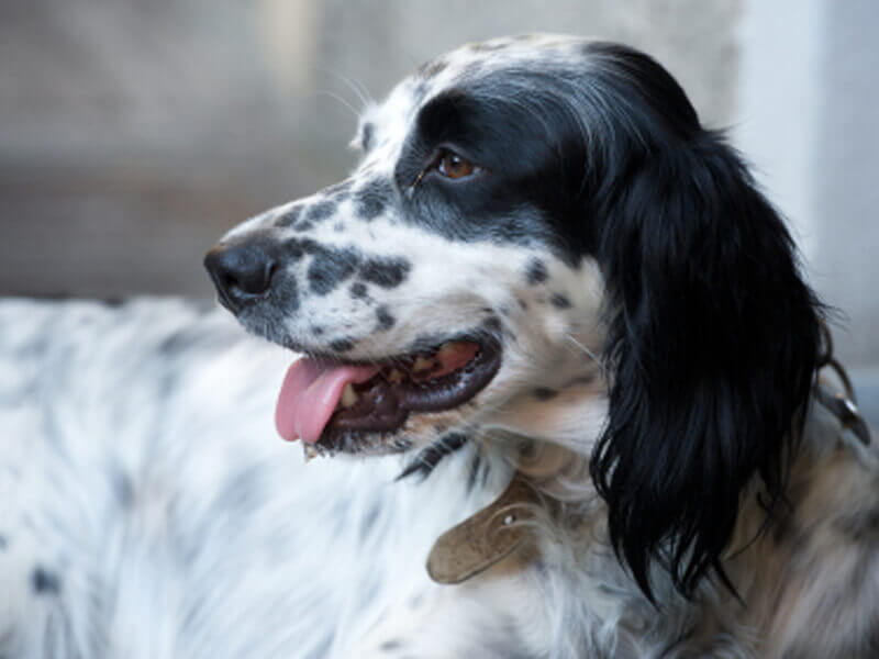 Dogs in Laboratories dogs laboratories