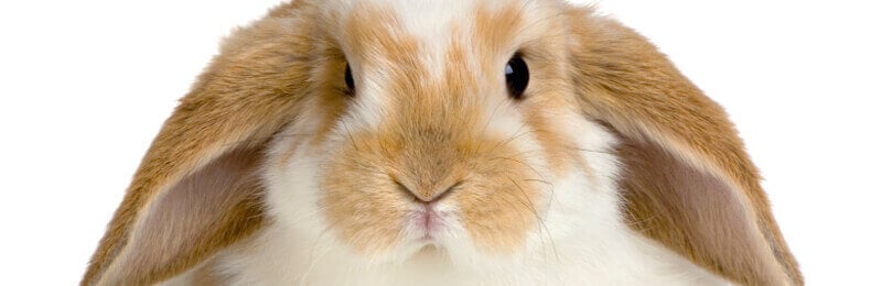 Lop Rabbit