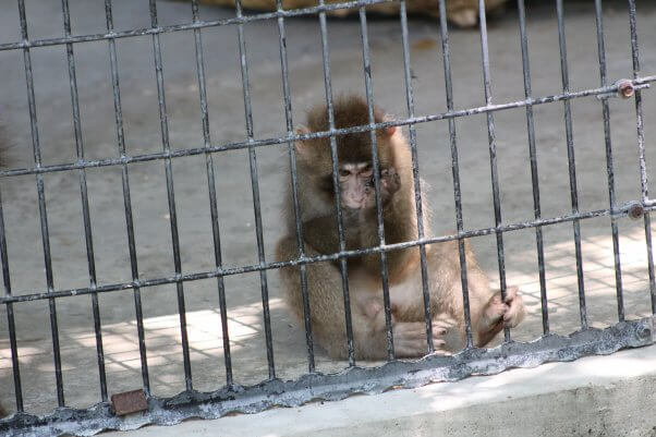 macaque behind the bars of a cage