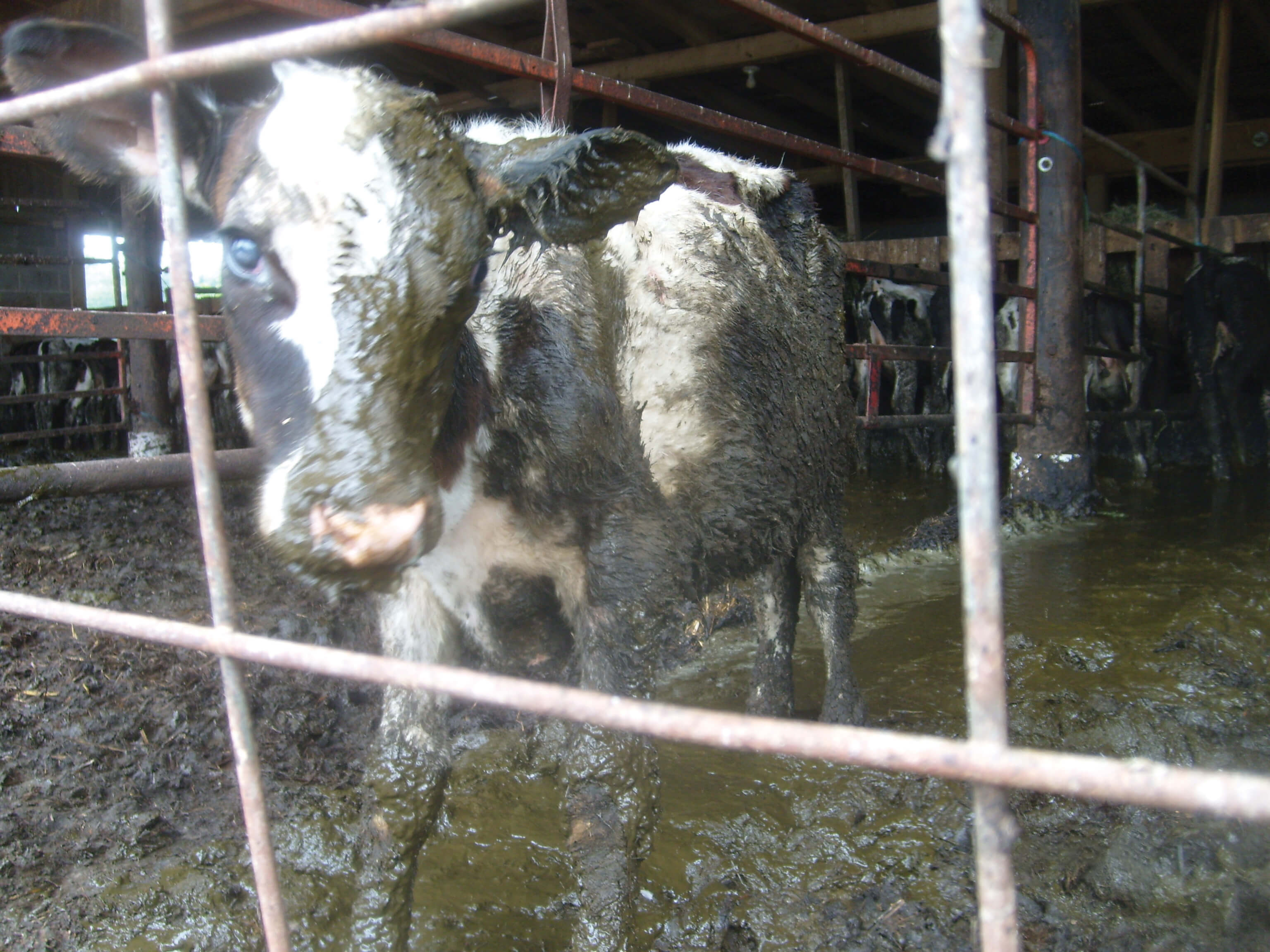 The Dairy Industry Peta