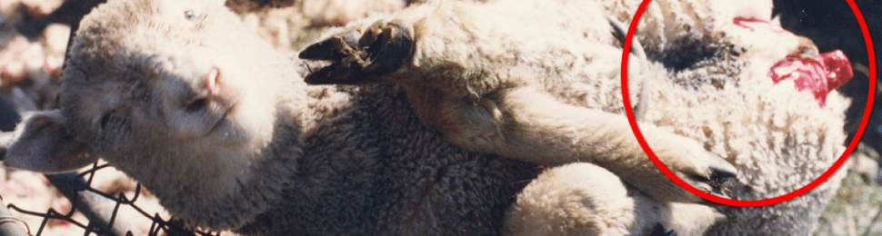Mulesing a sheep