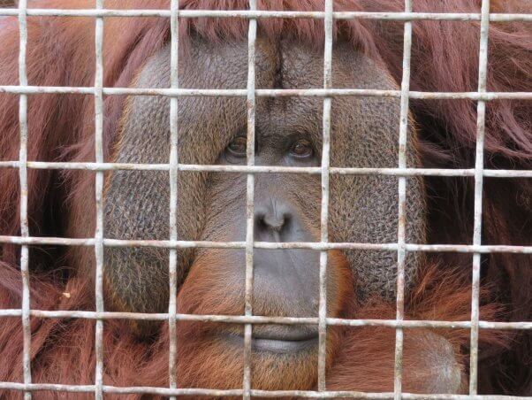 Pongo in a cage at Suncoast Primate Sanctuary, a Florida roadside zoo