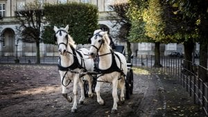 horse drawn carriage