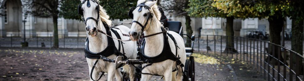 horse drawn carriage