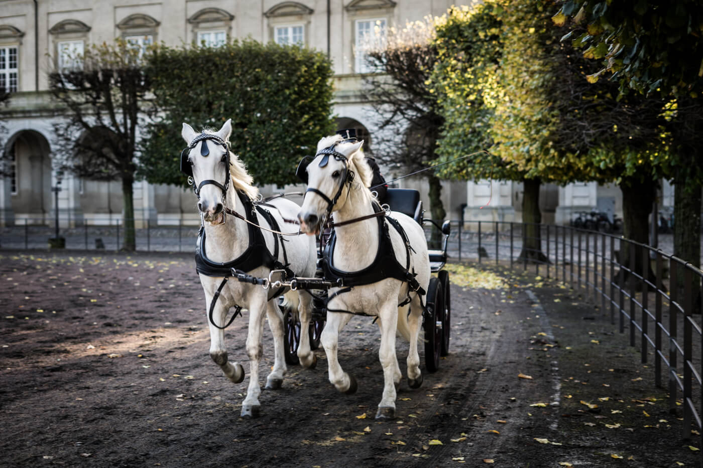 The Cruelty of Horse-Drawn Carriages | PETA