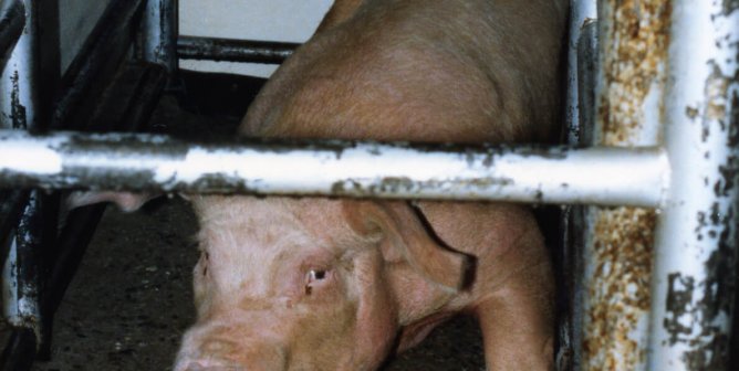 pig killed for food, pig slaughter, factory farm