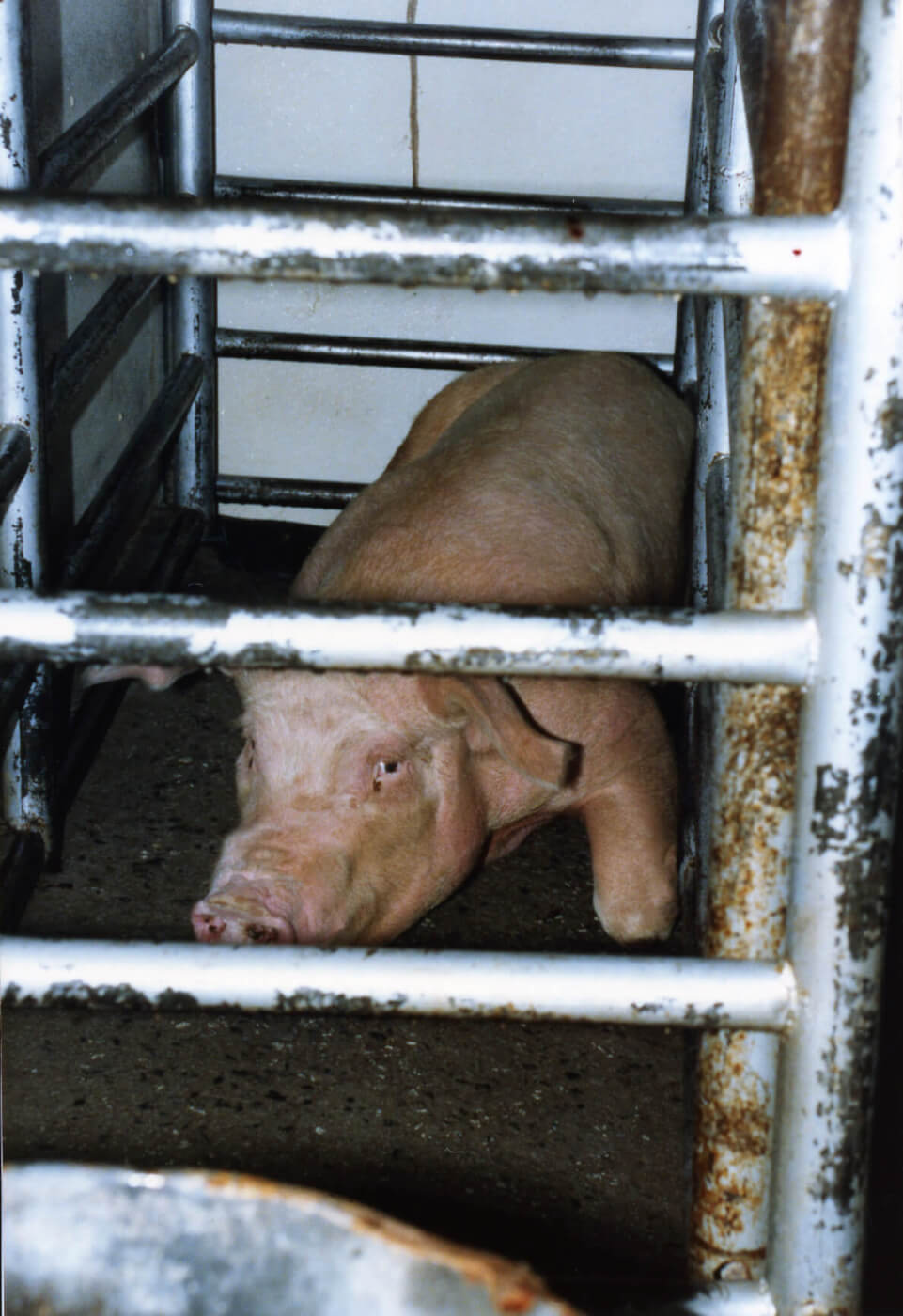 Top 10 Reasons Not to Eat Pigs | PETA