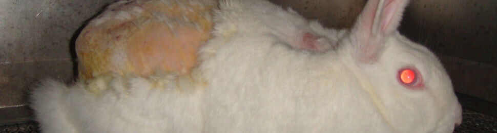 rabbit animal testing
