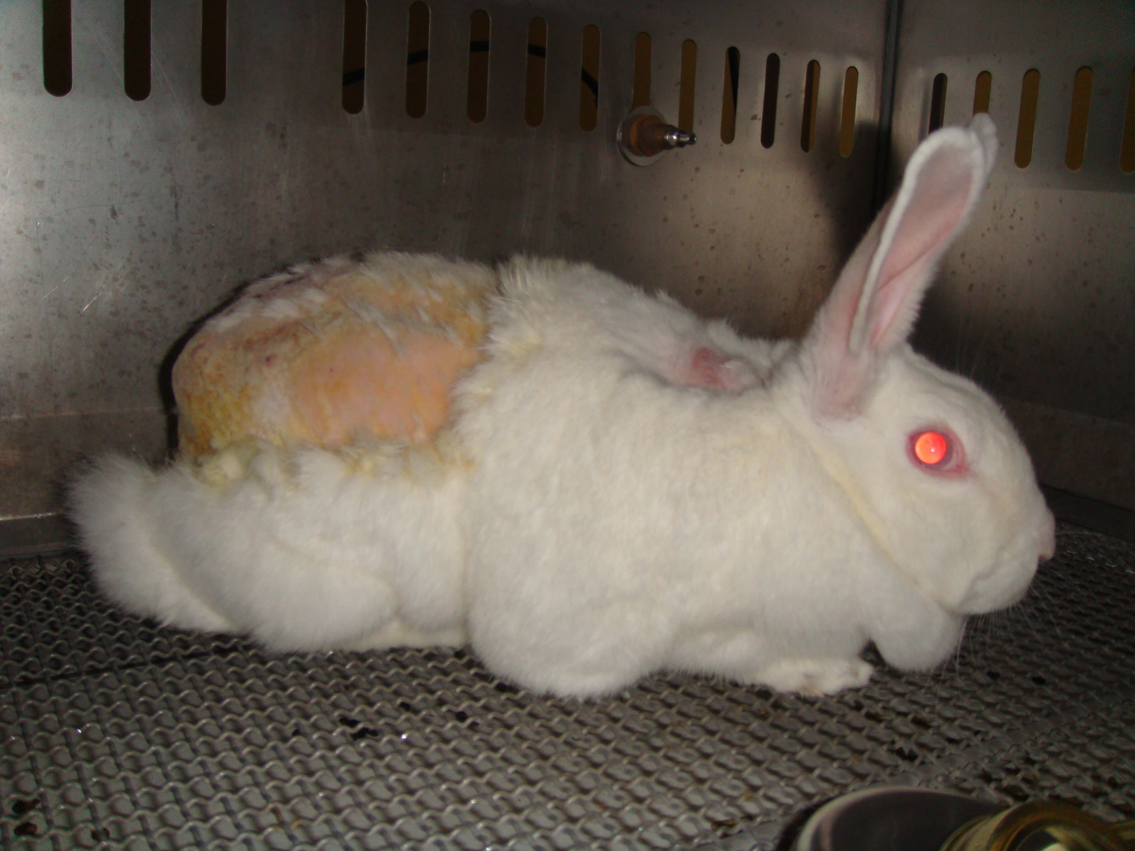 rabbit animal testing