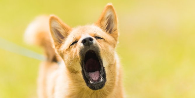 Animal Rights Uncompromised: Electric-Shock Training for Dogs