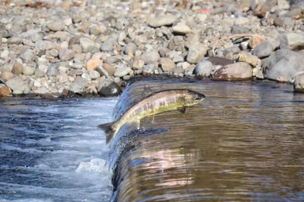 Gone Fishing, Take the Pledge