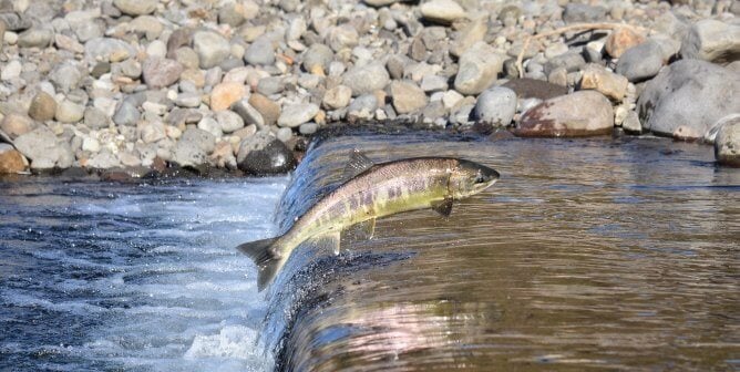 Top 10 Reasons Not to Eat Salmon