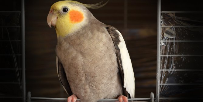 Animal Rights Uncompromised: Caged Birds