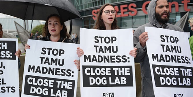peta protest lunes dies texas a&m dog lab