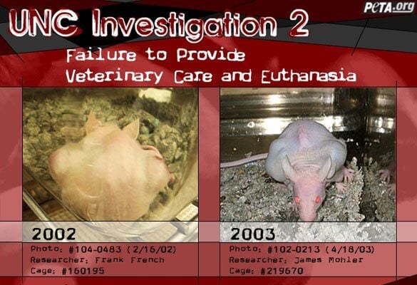 PETA Investigations Reveal Taxpayer-Funded Torture at UNC