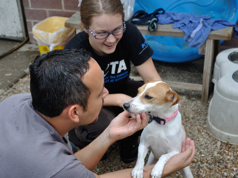 volunteer at peta