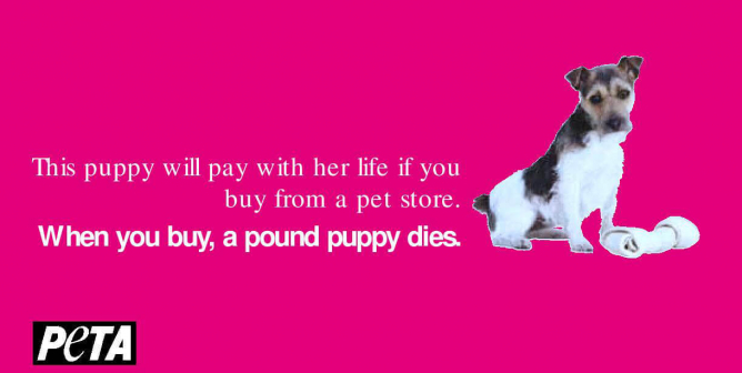 Shelter Adoption PSA