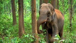 Animals In Entertainment Factsheets