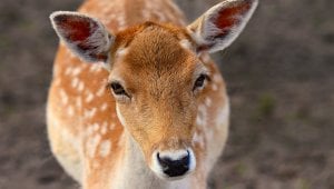 Wildlife Factsheets