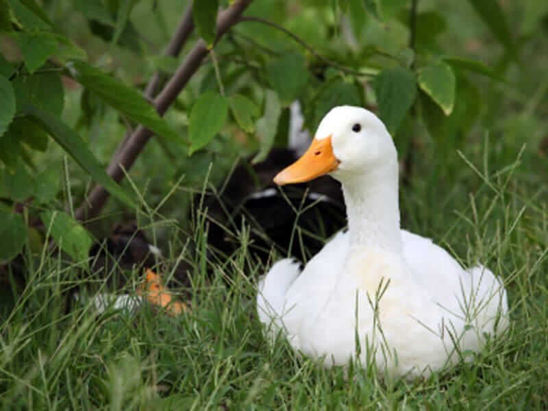 Ducks and Geese Used for Food PETA